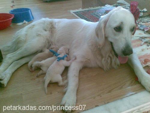 bebişlerimiz Erkek Golden Retriever