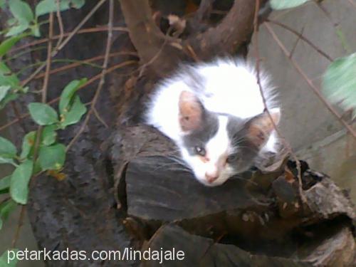 minnoş Dişi American Bobtail