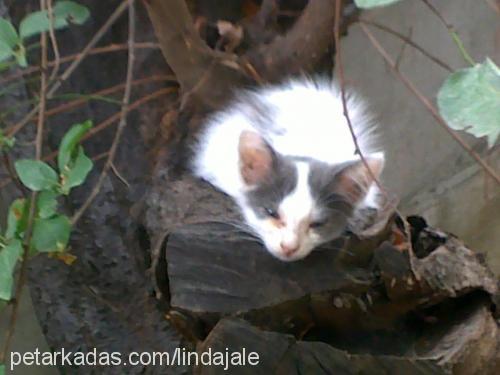 minnoş Dişi American Bobtail