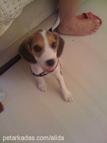 oddie Erkek Beagle