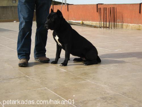 geİŞa Dişi Mastiff