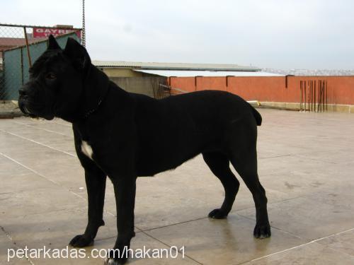 geİŞa Dişi Mastiff