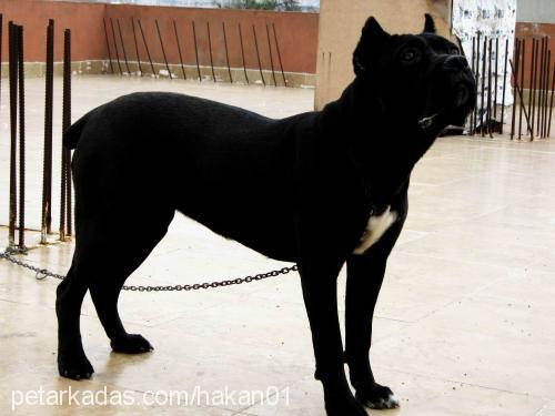 geİŞa Dişi Mastiff