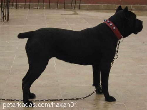 geİŞa Dişi Mastiff