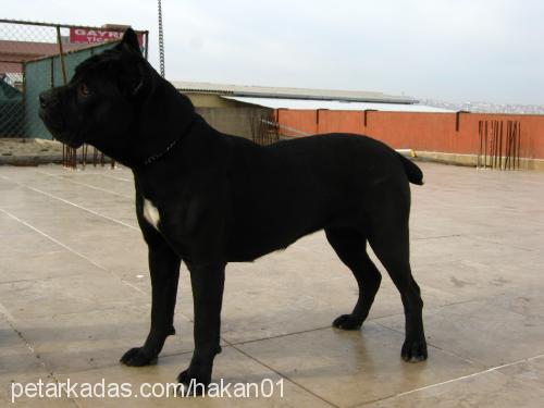 geİŞa Dişi Mastiff