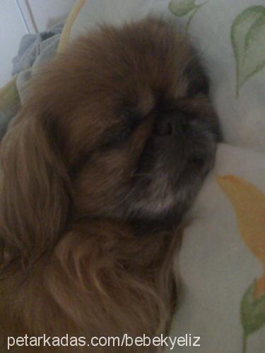 prenses Dişi Pekingese