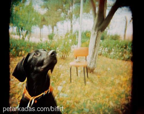 bifırt Erkek Labrador Retriever