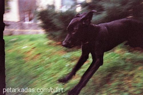 bifırt Erkek Labrador Retriever