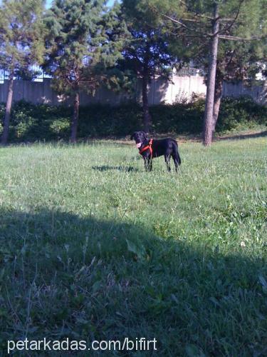 bifırt Erkek Labrador Retriever