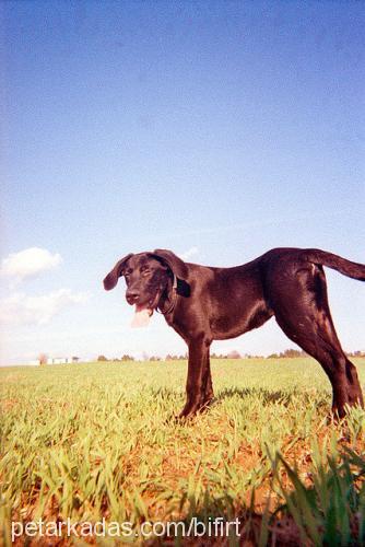 bifırt Erkek Labrador Retriever