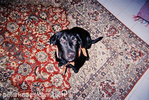 bifırt Erkek Labrador Retriever