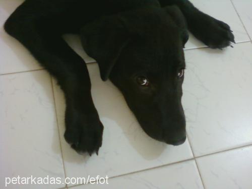 efe Erkek Labrador Retriever