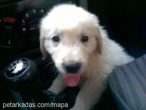 makarna Erkek Golden Retriever