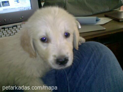 makarna Erkek Golden Retriever