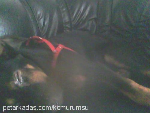 kömür Dişi Doberman Pinscher