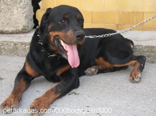 paşa Erkek Rottweiler