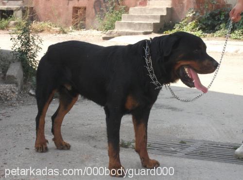 paşa Erkek Rottweiler