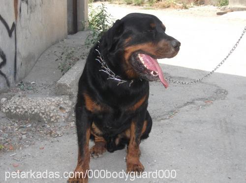 paşa Erkek Rottweiler