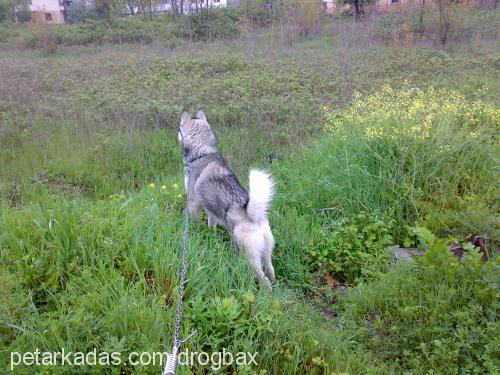 mex Erkek Alaskan Malamute