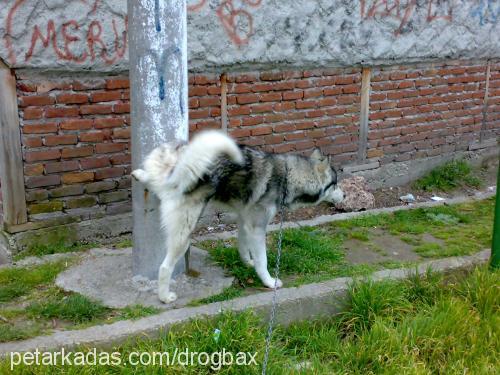 mex Erkek Alaskan Malamute