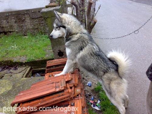 mex Erkek Alaskan Malamute