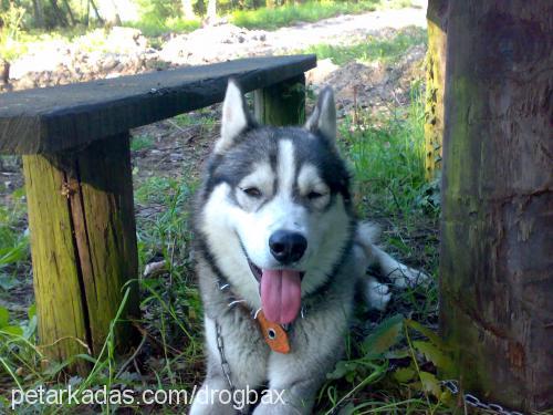 mex Erkek Alaskan Malamute