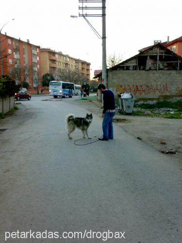 mex Erkek Alaskan Malamute