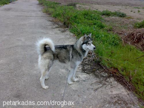 mex Erkek Alaskan Malamute