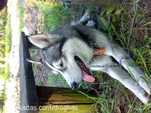 mex Erkek Alaskan Malamute