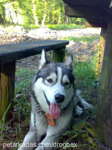 mex Erkek Alaskan Malamute