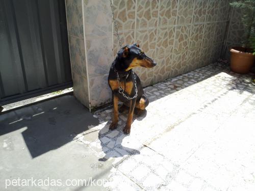 kontes Dişi Doberman Pinscher