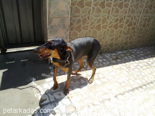 kontes Dişi Doberman Pinscher