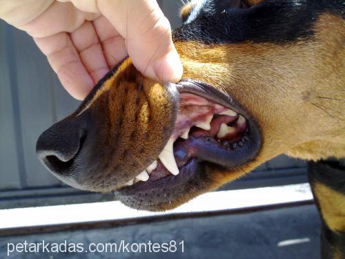 kontes Dişi Doberman Pinscher