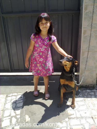 kontes Dişi Doberman Pinscher