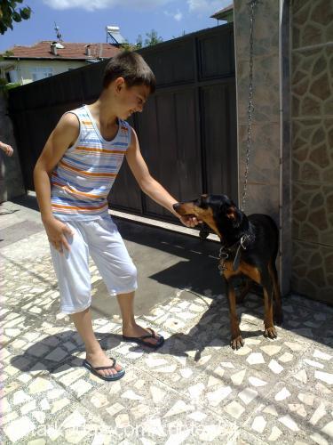 kontes Dişi Doberman Pinscher