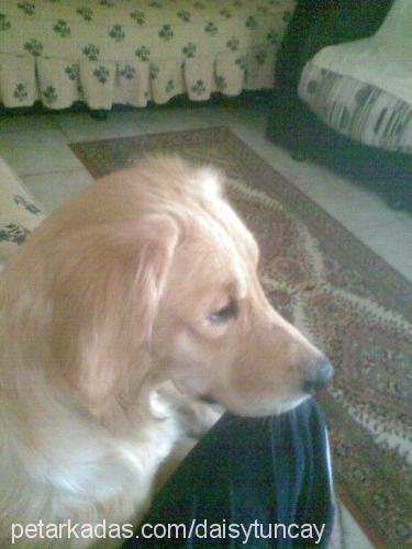 daisy Dişi Golden Retriever