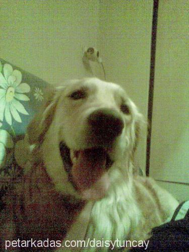 daisy Dişi Golden Retriever