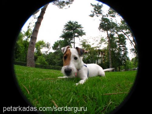 guru Erkek Jack Russell Terrier