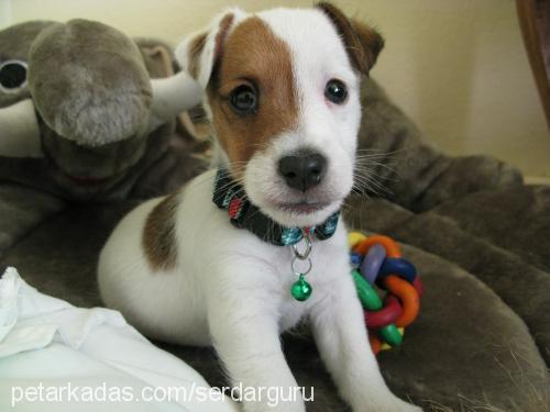 guru Erkek Jack Russell Terrier