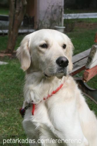 cacık Erkek Golden Retriever