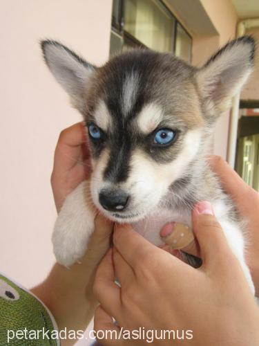 gümüş Erkek Sibirya Kurdu (Husky)