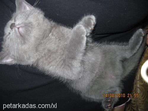 viki Dişi British Shorthair