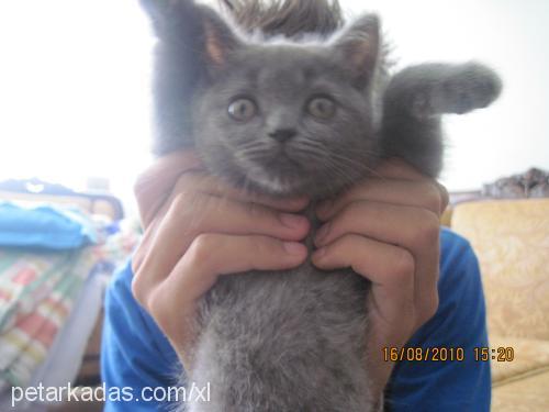 viki Dişi British Shorthair