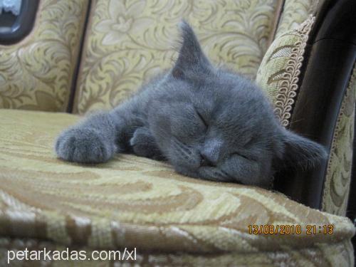 viki Dişi British Shorthair