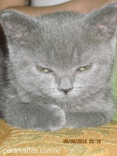 viki Dişi British Shorthair