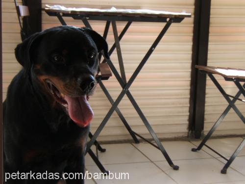 lola Dişi Rottweiler