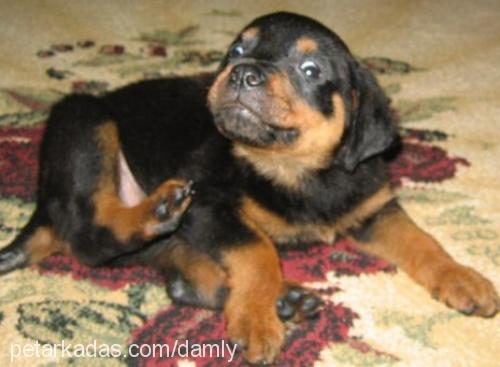 prenses Dişi Rottweiler