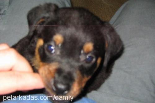 prenses Dişi Rottweiler