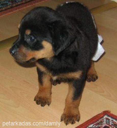 prenses Dişi Rottweiler