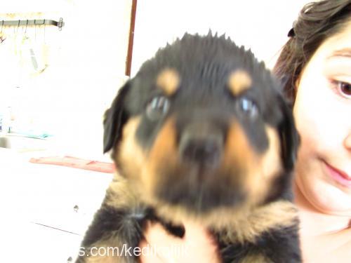 paşa Erkek Rottweiler